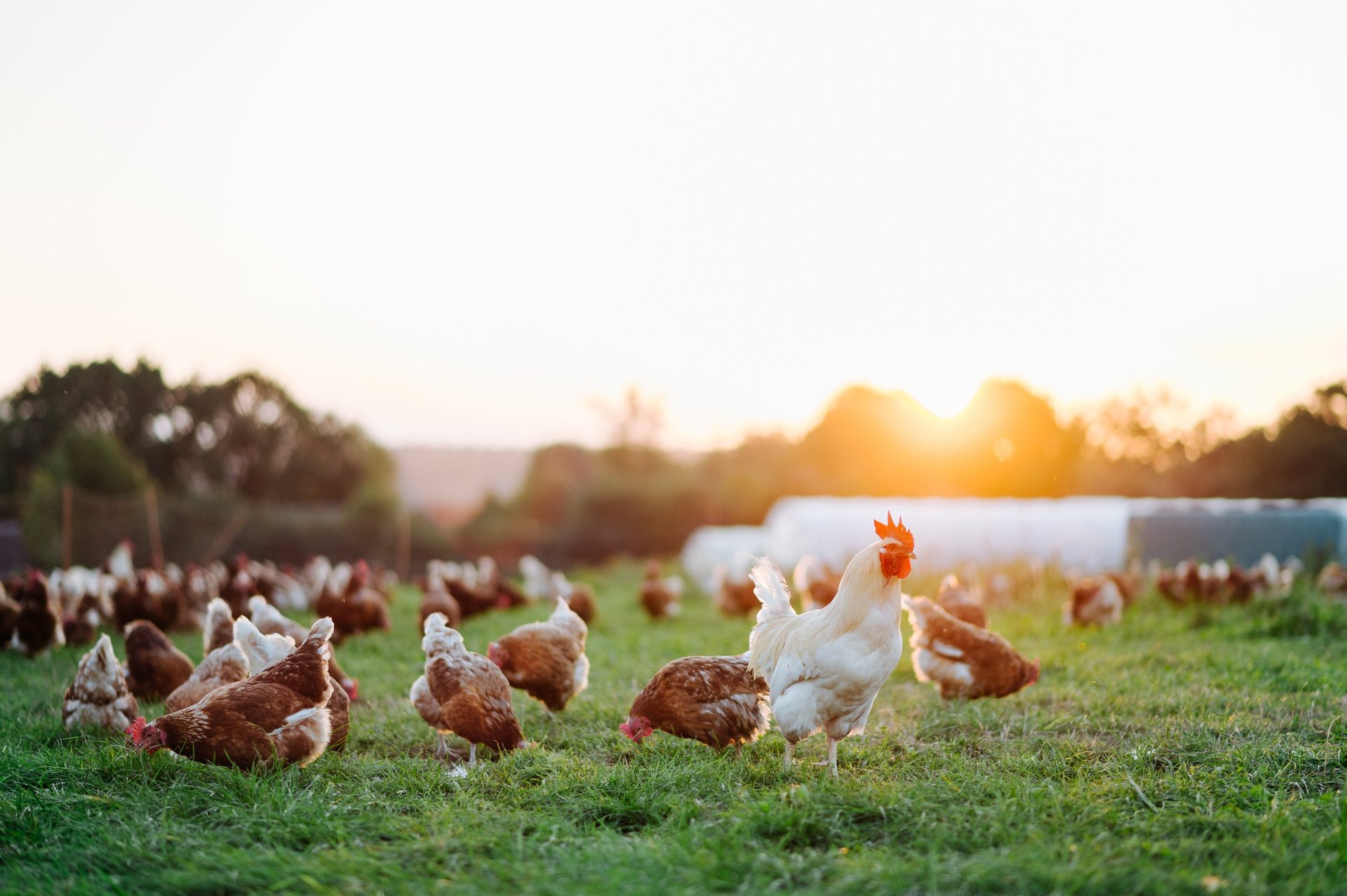 Gallinas de libre pastoreo en el campo