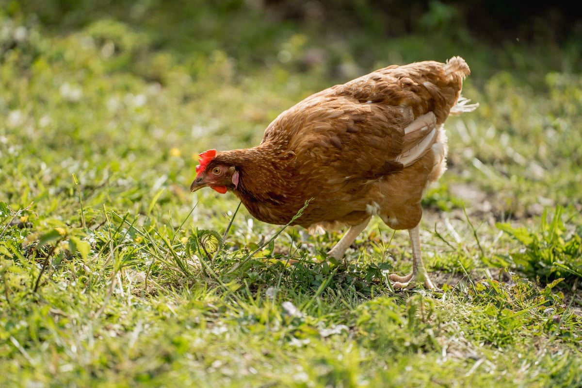 Gallinas de libre pastoreo en jardín orgánico