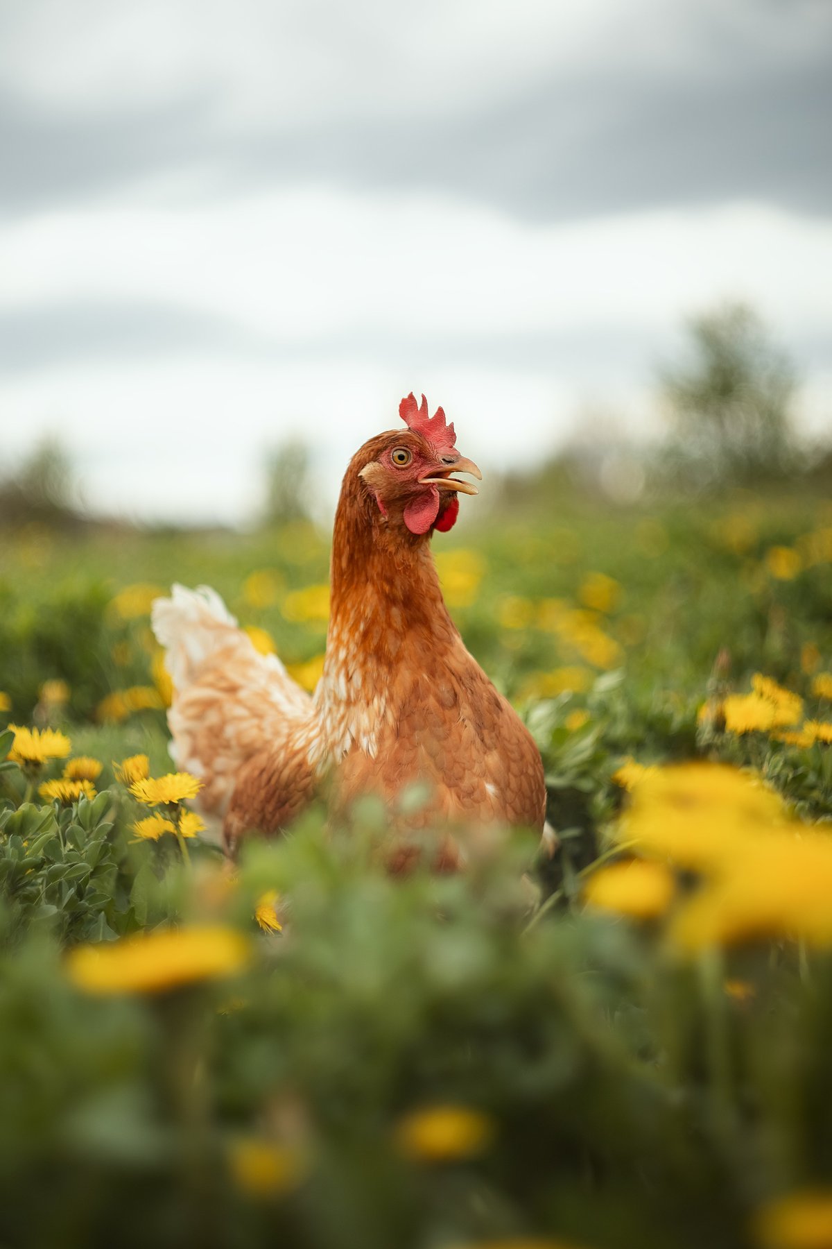 Gallina doméstica en pradera con dientes de león