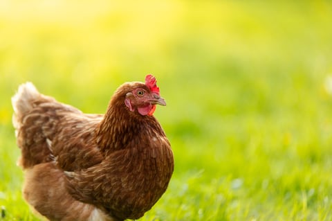 Gallina cafe caminando en dia soleado