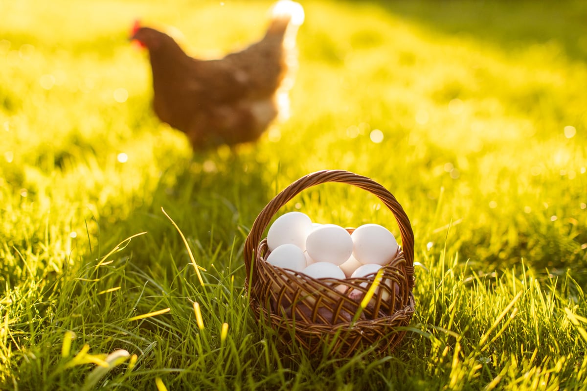 Canasta con huevos frescos y gallina country en pradera verde