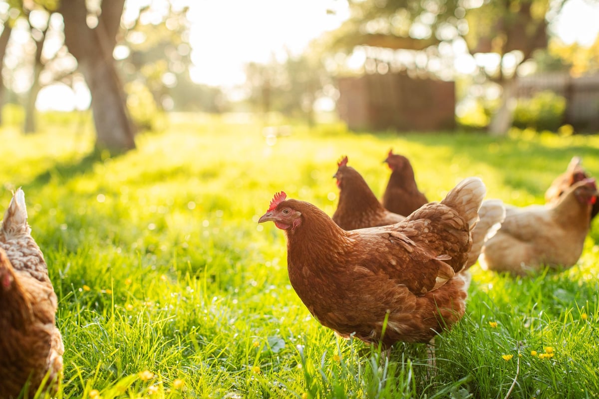 Grupo de gallinas marrones pastando libremente