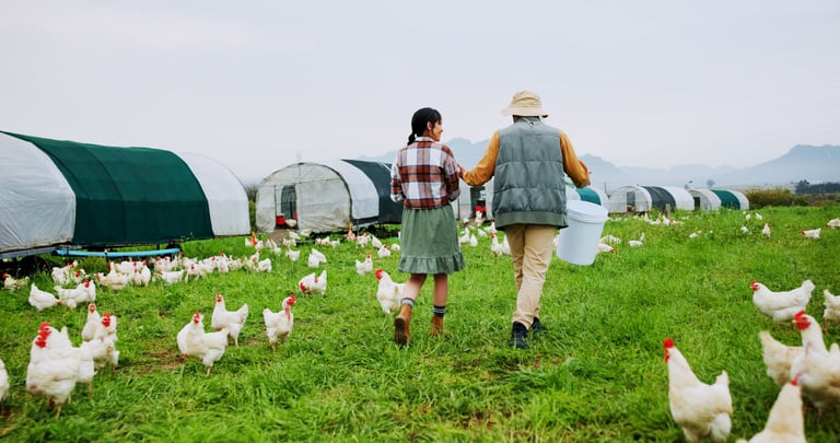 Agricultura y granja organica, trabajador rural con gallinas de libre pastoreo en campo verde
