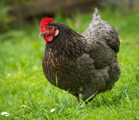 Gallina campera buscando alimento en pasto verde