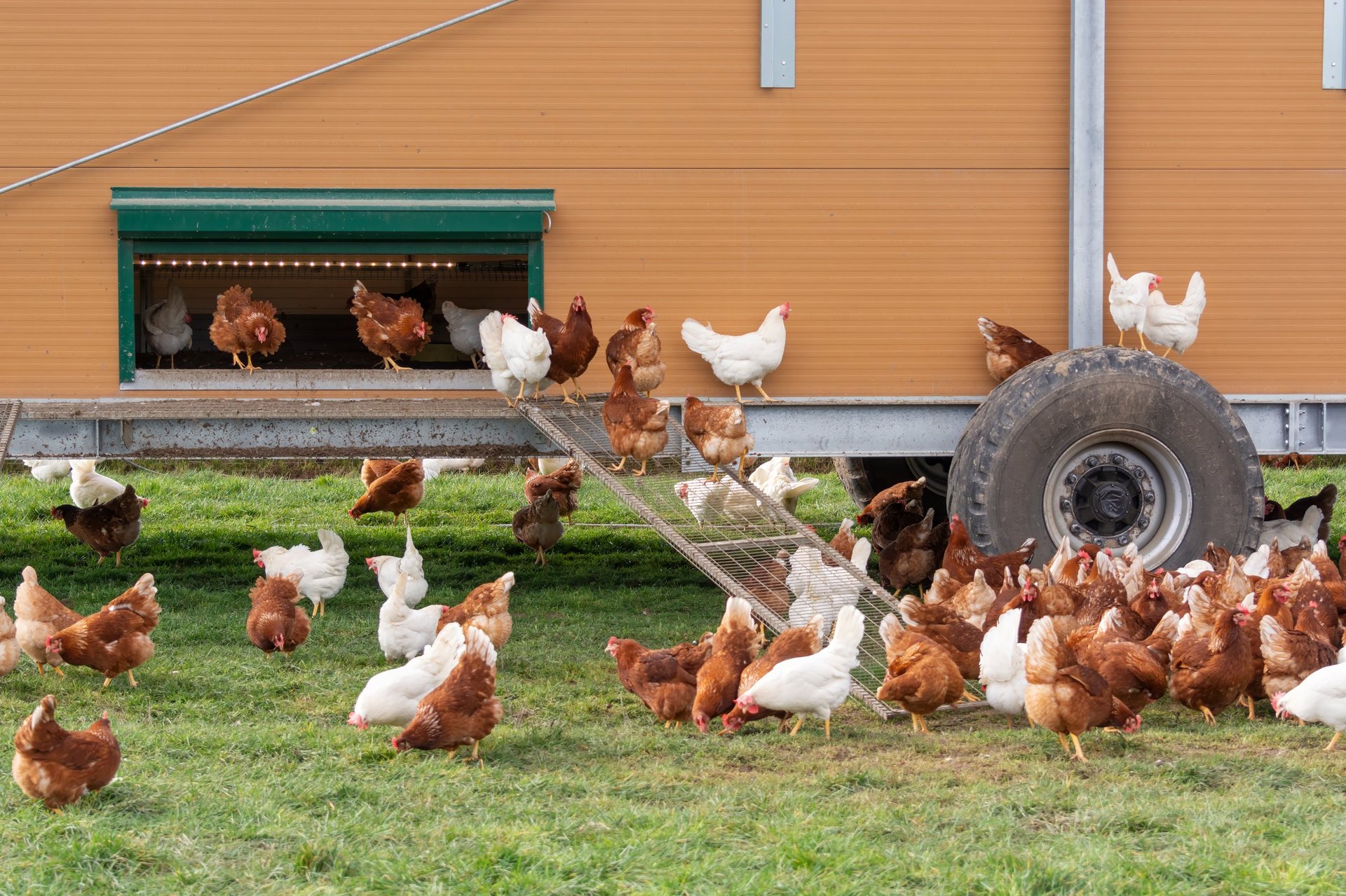 Gallinas de libre pastoreo cerca de gallinero móvil
