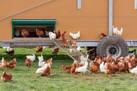 Gallinas blancas y cafes felices picoteando pasto en pradera